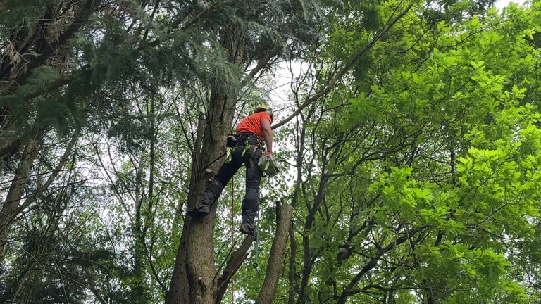 Best Fruit Tree Pruning  in Pine Nyon, CA